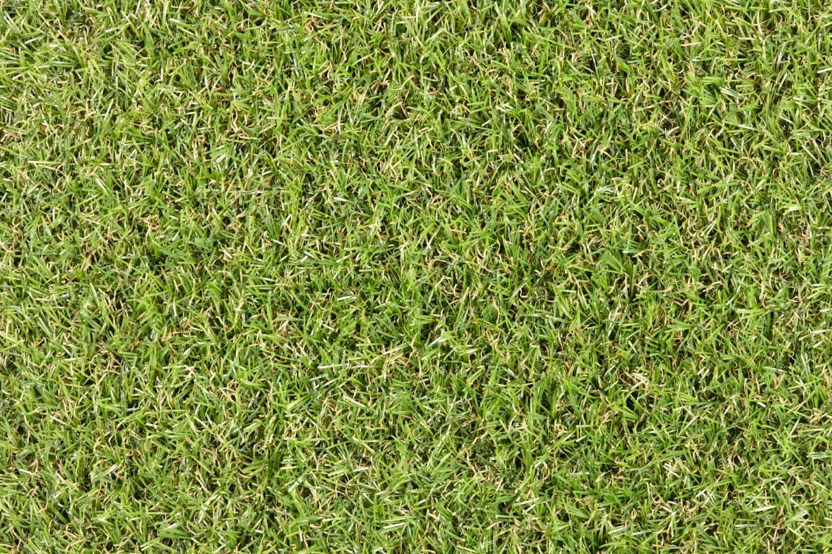 CAMELLIA ARTIFICIAL GRASS